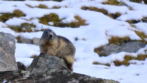 Marmota alpina 
