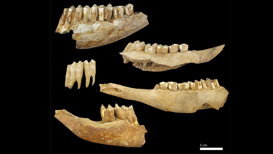 Cattle remains (<em>Bos taurus</em>) used in the study. © GRAMPO-UAB