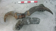 Bucranium recovered from the site and corresponding to the now extinct urus