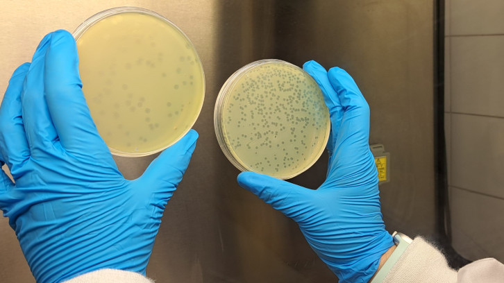 Bacteris en una placa de Petri