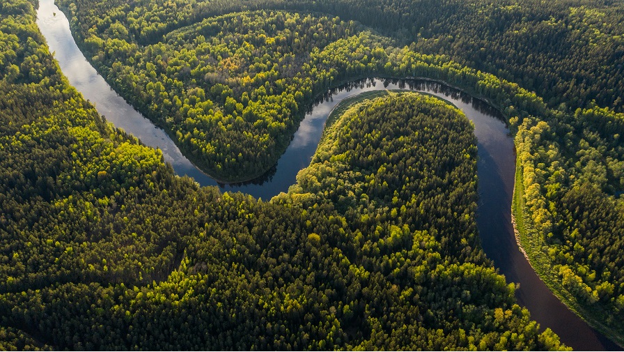 AMAZONIA UMBERTO