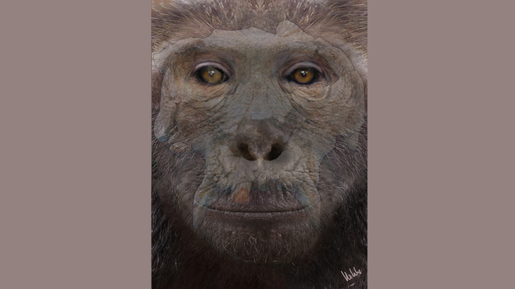 recreación artística de un simio antropomorfo