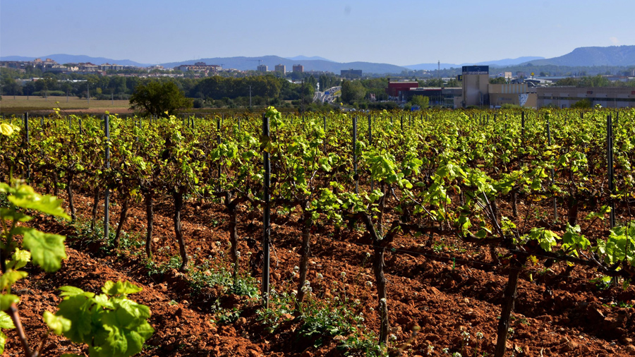 Vinya a Santa Margarida i els Monjos (Alt Penedès)