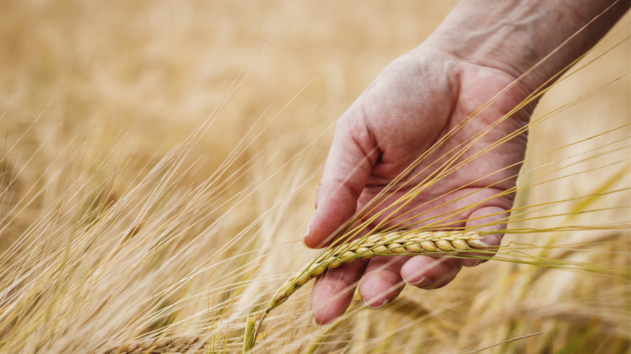 Cultiu d'ordi amb una mà