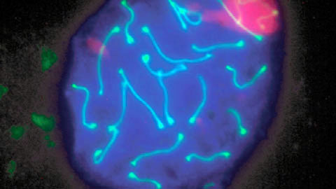 Microscopic view of a spermatocyte 