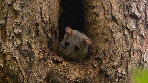 Un lirón vigila desde el árbol donde ha hecho el nido. Autora: Lídia Freixas.