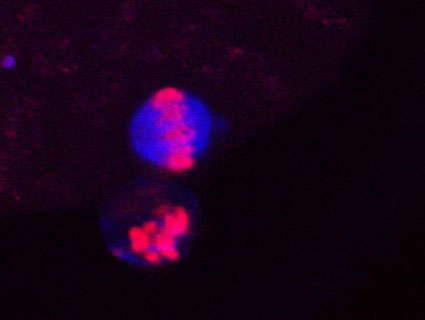 Imatges de microscopia confocal d'oòcits bovins madurats in vitro
