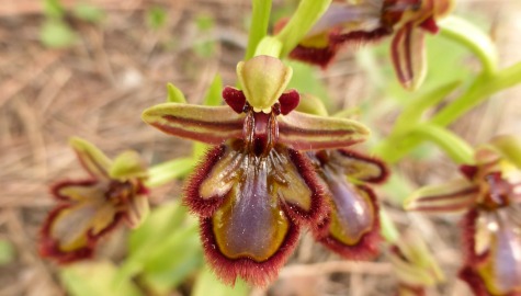 (Ophrys Speculum).