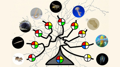 Identifiquen nous tipus de receptors de glutamat