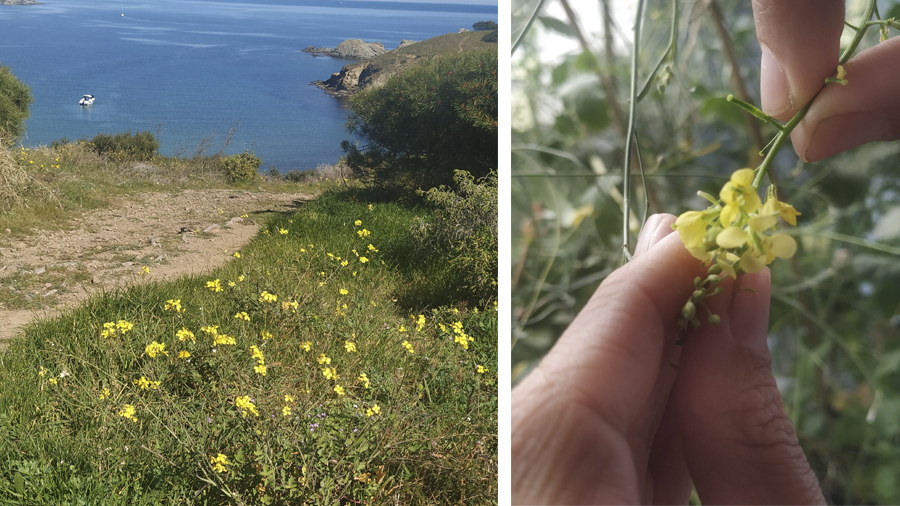 Brassica fruticulosa, imatges: Sílvia Busoms