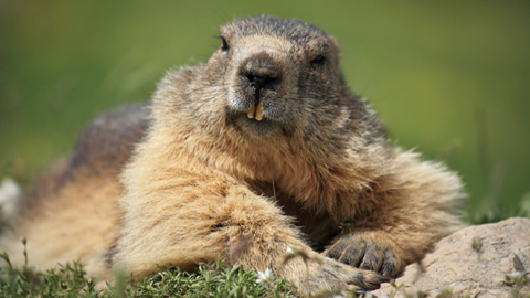 Successful reintroduction into the Pyreness of Alpine marmots