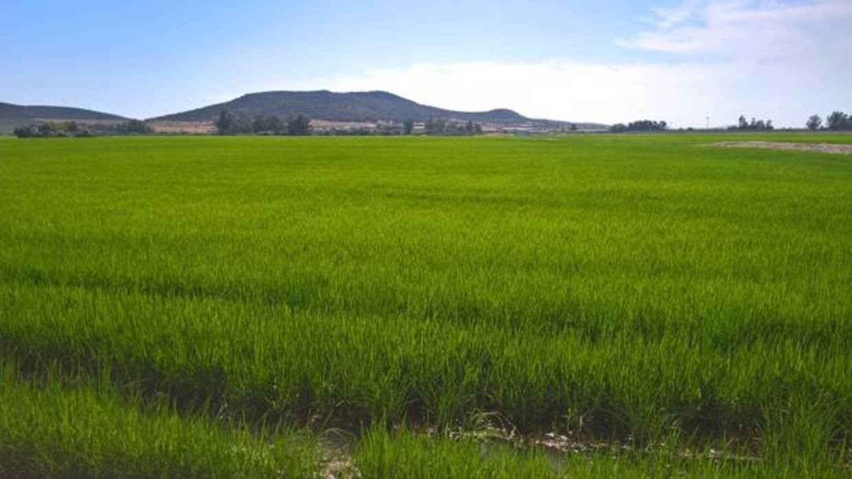 Solucions transfrontereres al problema de les males herbes
