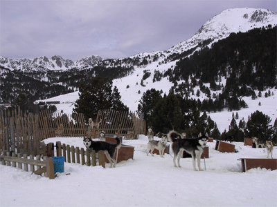 Figura 2. Els gossos de trineu són freqüents a la zona estudiada.
