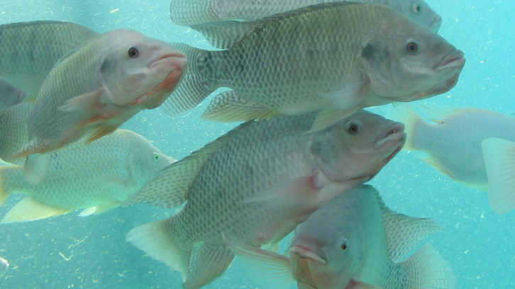 imatge representant de peixos