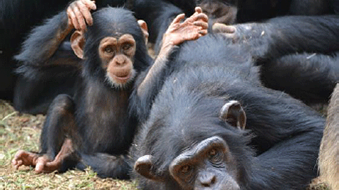 B. Amarasekaran y R. Garriga hablan del santuario de chimpancés de Tacugama