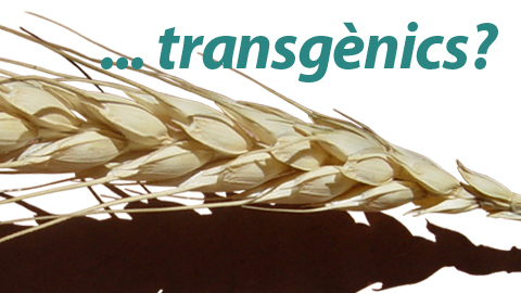 Presentación libro sobre transgénicos y derechos humanos