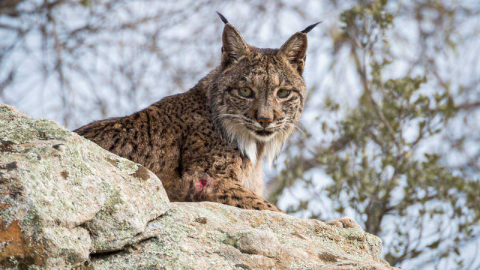 LINX