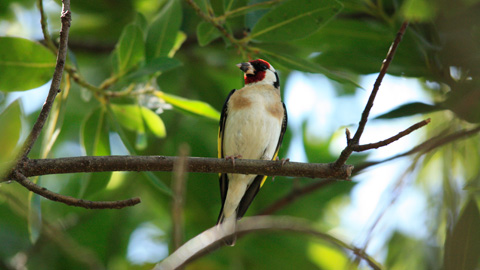 Cadernera (Carduelis carduelis)