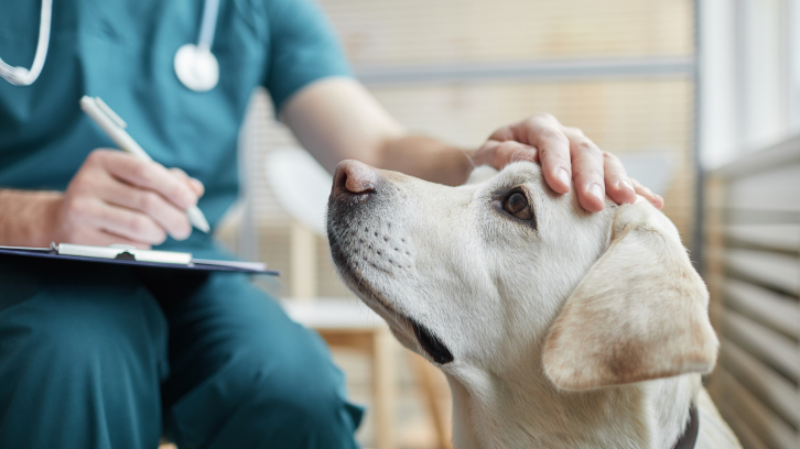 Veterinari acariciant un gos