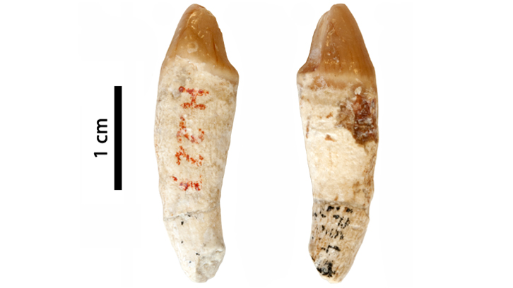 diente de primate de casi 3 cm extraída del yacimiento Can Mata 1