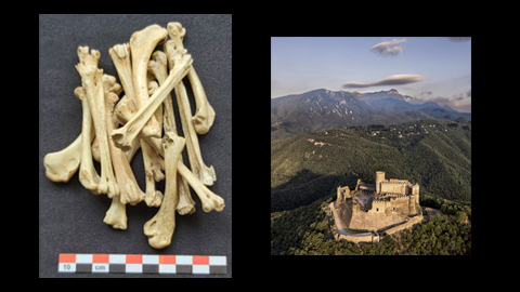 Restes arqueològiques de pollastre i gallina recuperats al castell de Montsoriu.