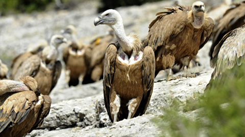 Proyecto para investigar el diclofenaco en aves carroñeras