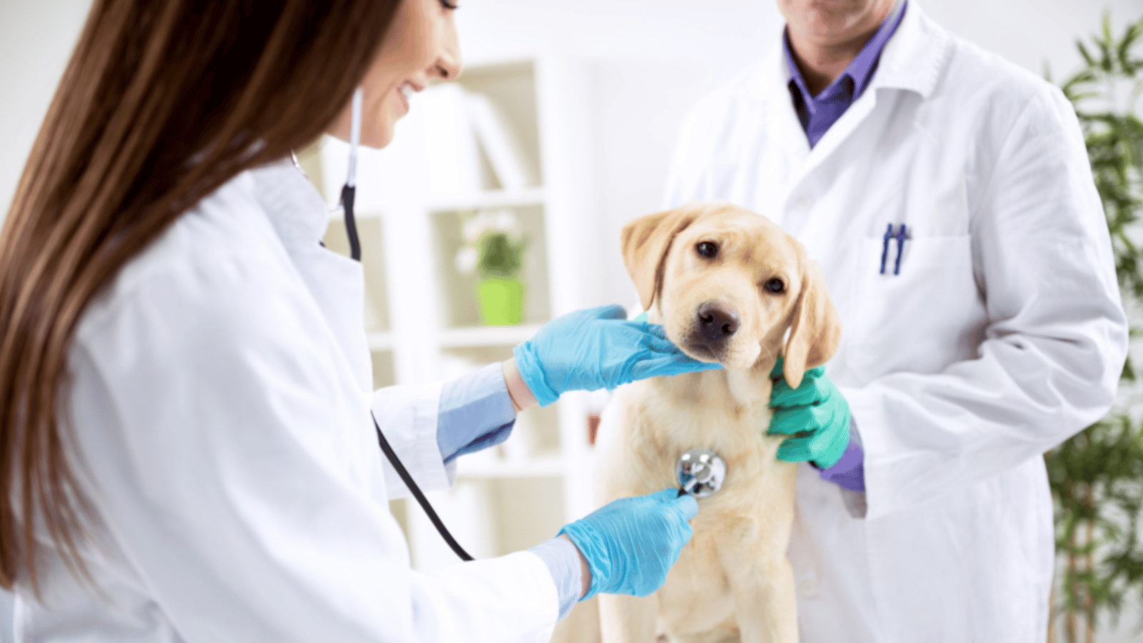 Xarxa Alumni Veterinària