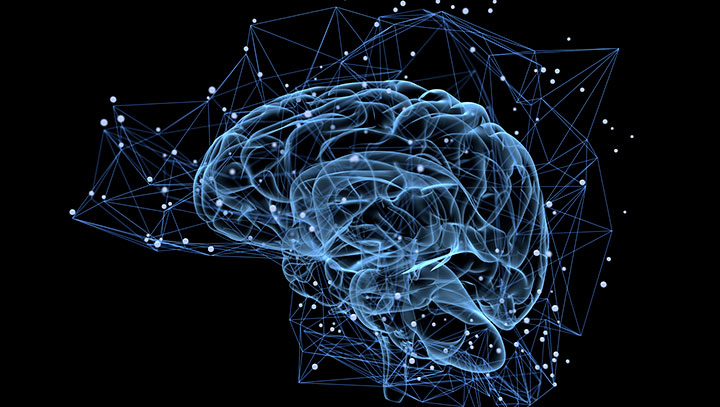 Psicobiologia i Neurociència Cognitiva