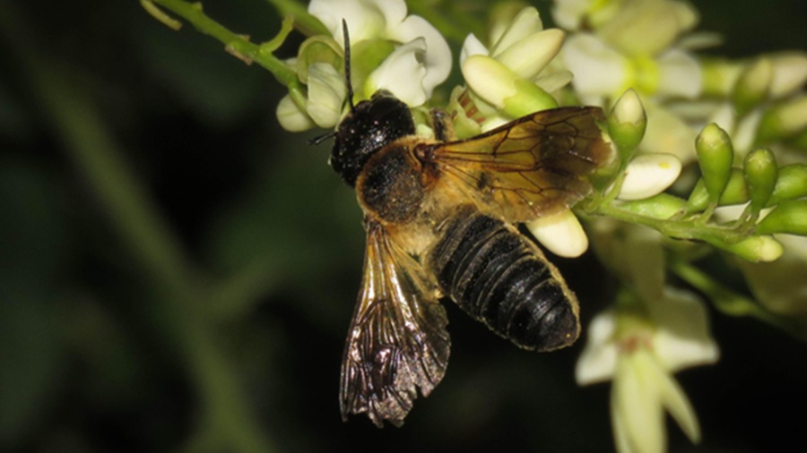 Un exemplar de Megachile sculpturalis