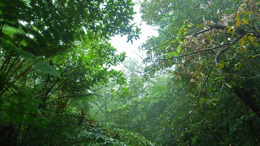 Subtropical forest